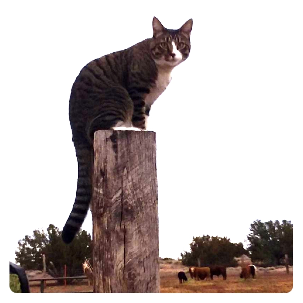 Meet your Posher, Mt J
